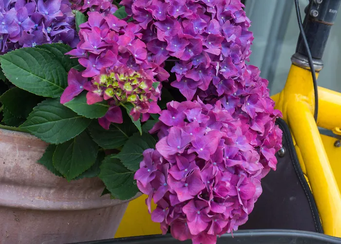 Boutique Hans Копенгаген